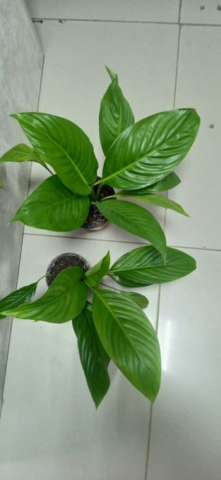 Продам комнатные цветы