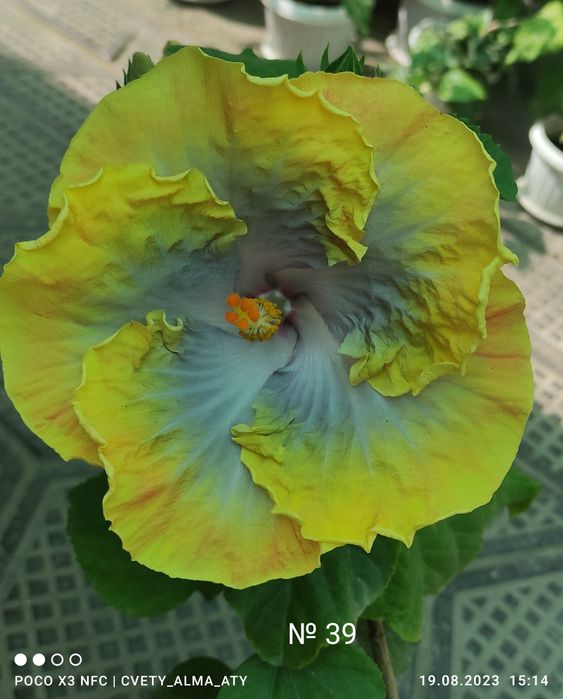 Гибискус, китайская роза.