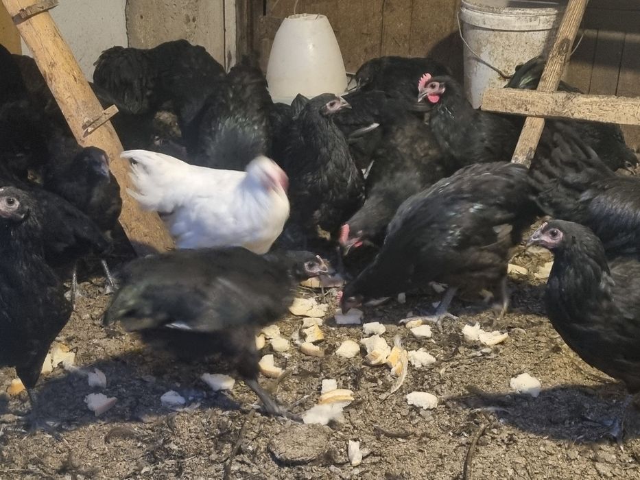 Australorp asustrolop