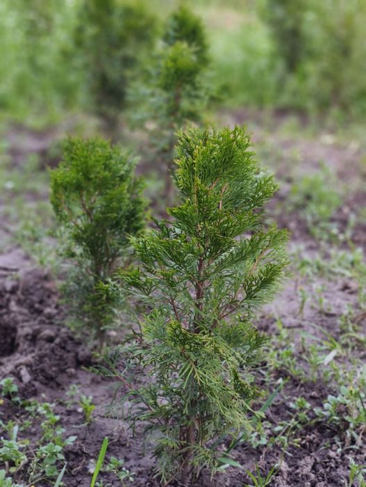 Саженцы Туи Смарагд