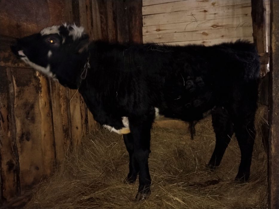 Продам быка на доращивание