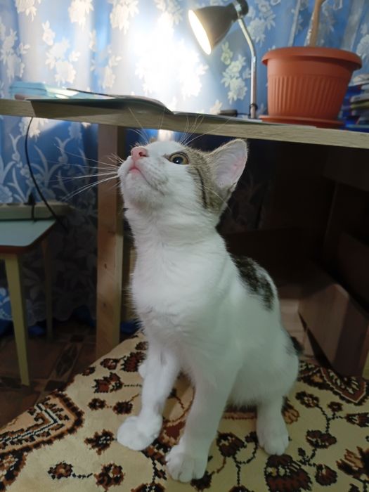 Котенок в добрые руки мальчик
