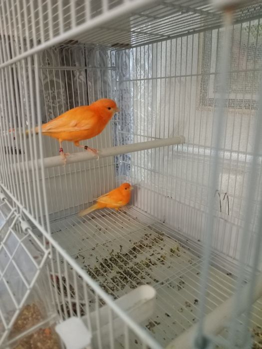 Красные канарейки.