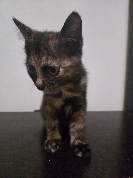 Милые  домашние  котята