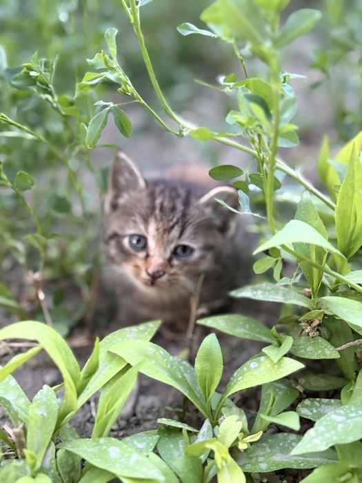 Котята домашние милашки