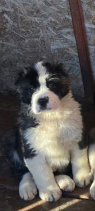 Продается щенок алабай