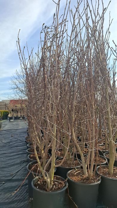 Magnolia  movă ,roză cu alb