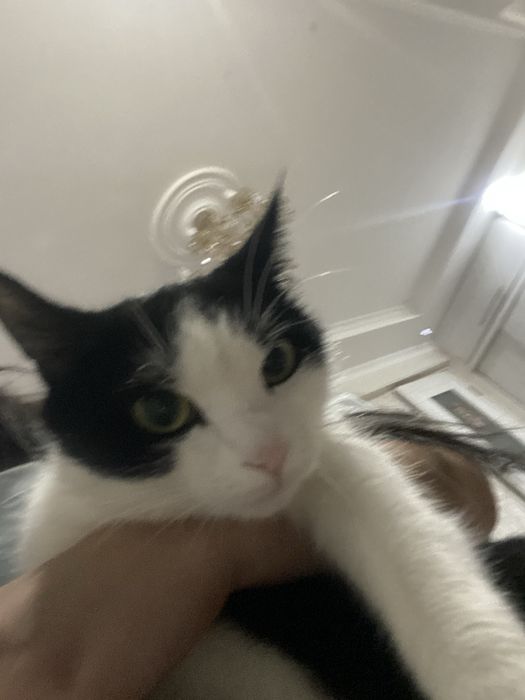 Отдаётся кошка бесплатно