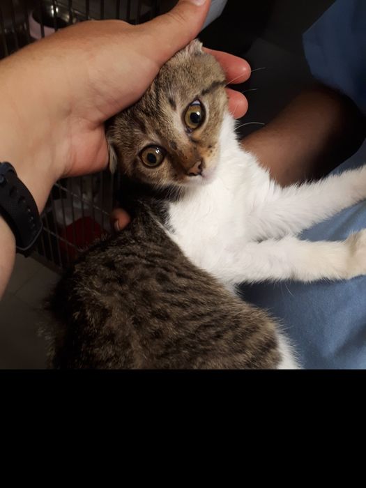 Търся изгубена котка (с парично възнаграждение по договаряне)