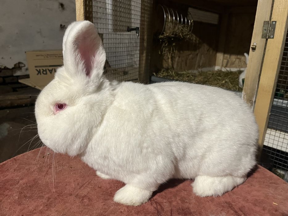 Iepuri neozeelandezi albi