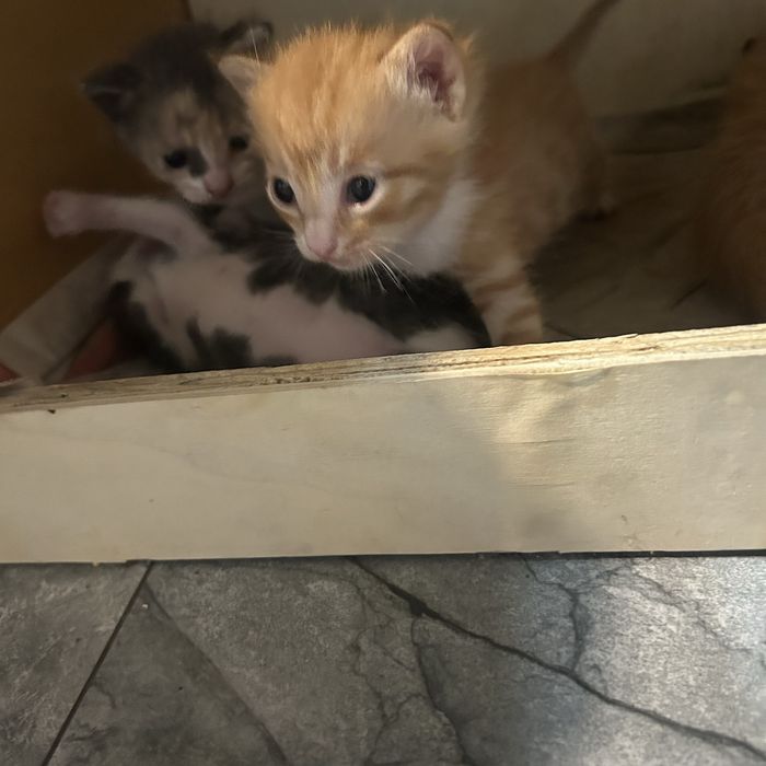 Отдам котят в добрые руки !!!