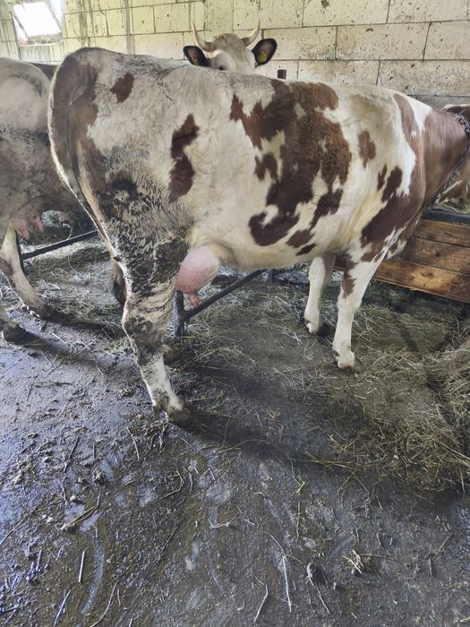 Vaca tânără de vânzare