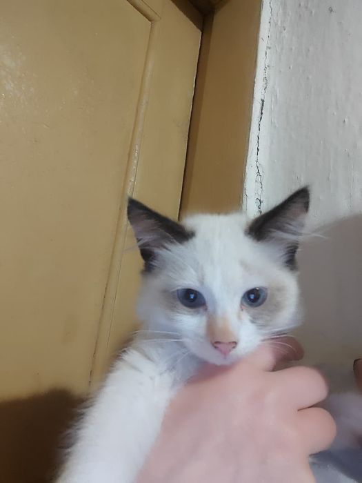Отдам котят в хорошие руки