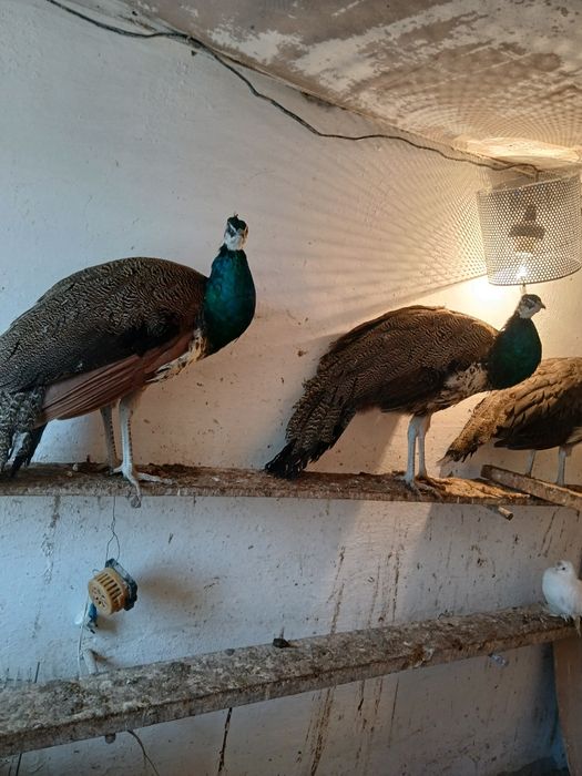 Декоративная птица павлины