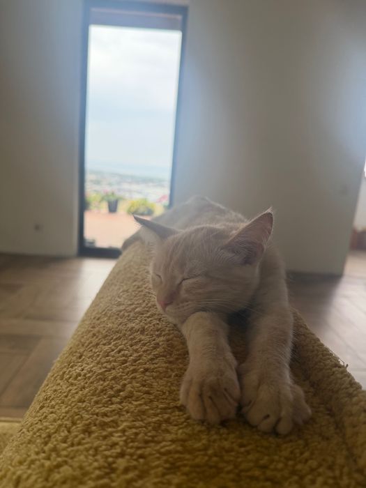 Котенок в добрые руки.