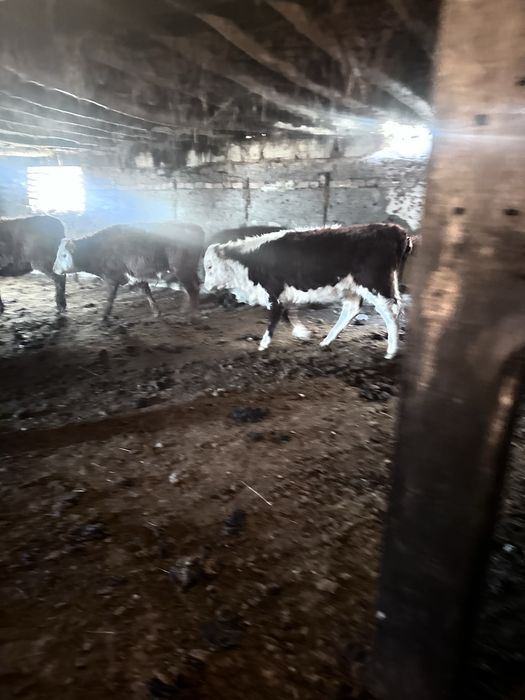 Продам крс ак бас быки тайша лошади