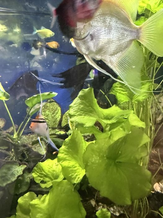 Ъглов Аквариум 350л