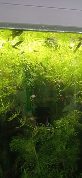 Аквариумные рыбки гуппи