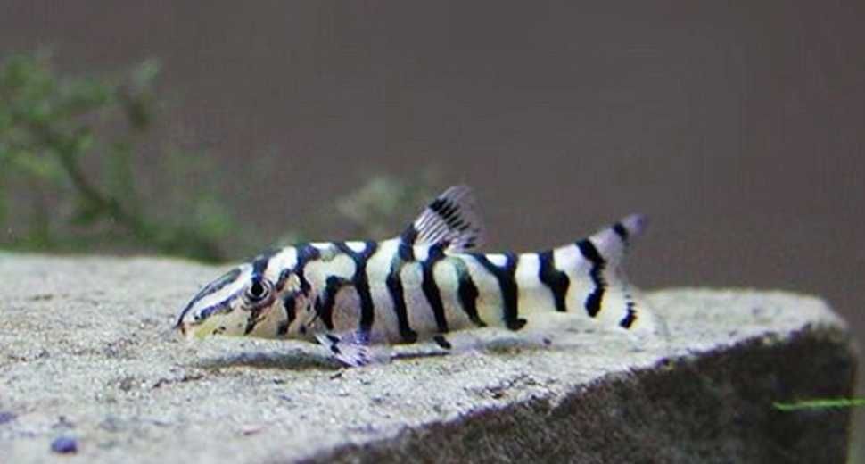 Рыбка боция мраморная, гроза улиток