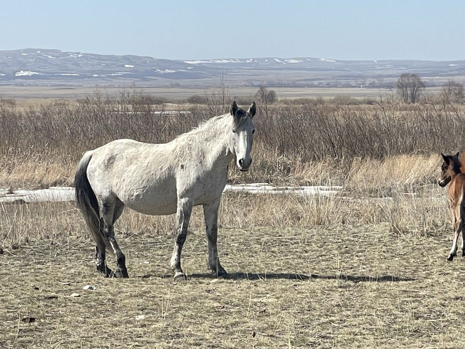Продам крупную кобылу