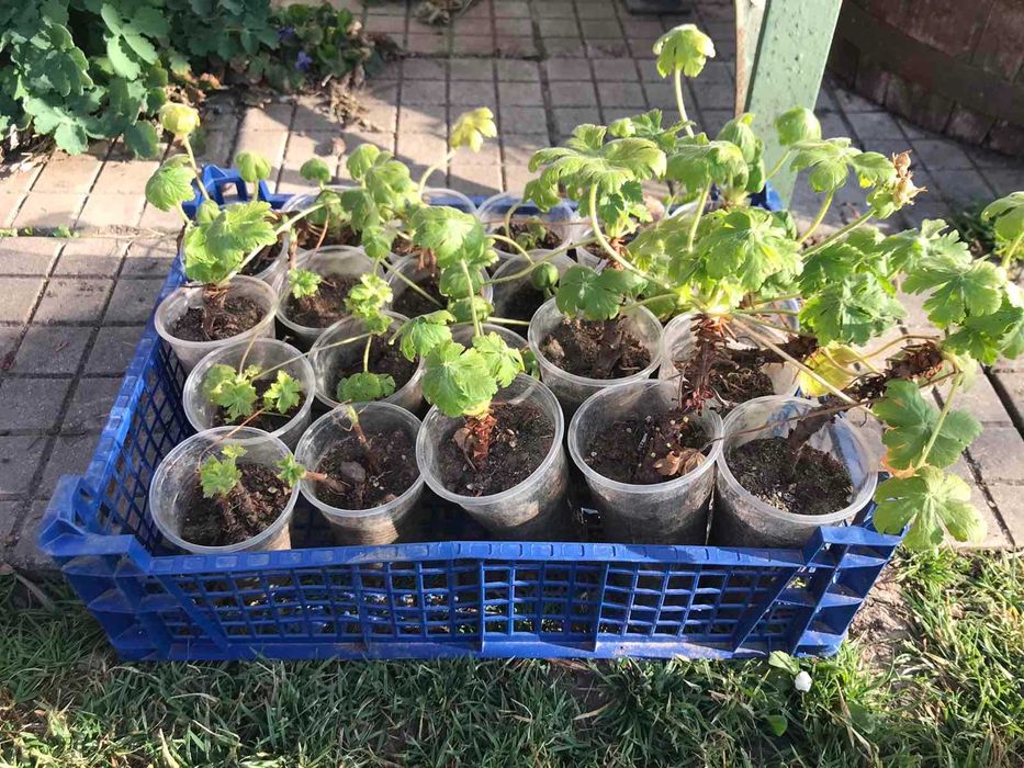 Продавам разсад - бял здравец