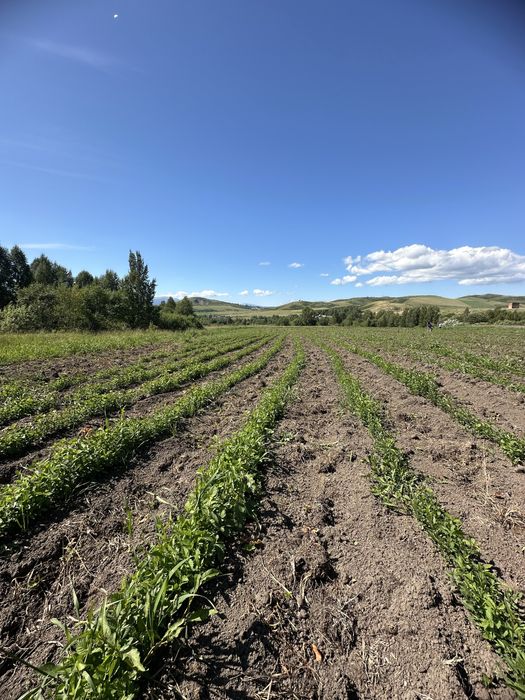 Вязь сеянцы мелколистной