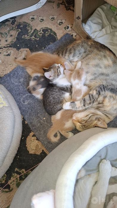 Милые котята,отдам даром в хорошие руки.