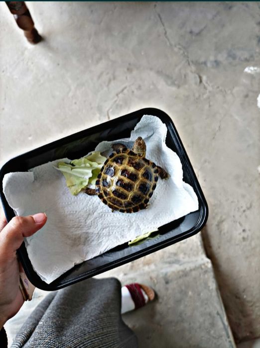 Продается Черепаха!