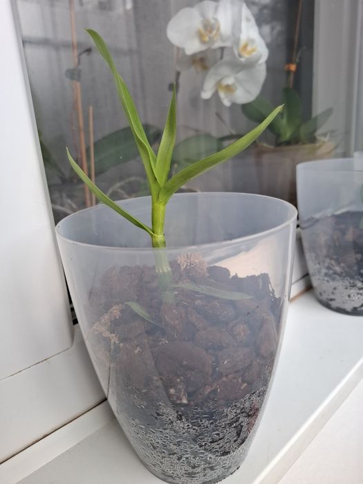 Vind pui de orhidee plantați.