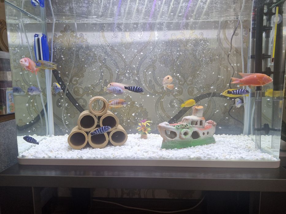 Африканские цихлиды