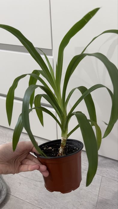 Распродажа — Пальма Юкка