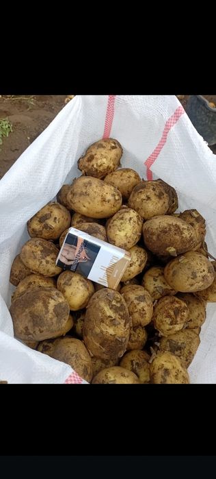 Продам картофель