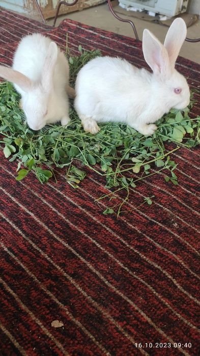 Quyonlar sotiladi srochna