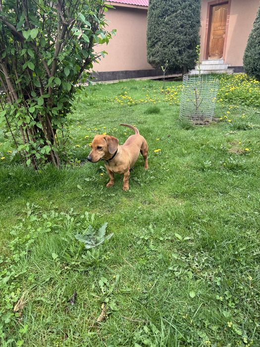 Такса ищет подругу. Вязка