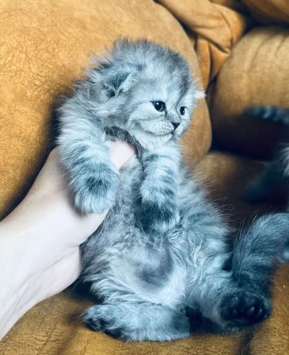 Скоттиш фолд вислоухий