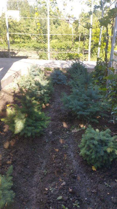 Продам голубой ель