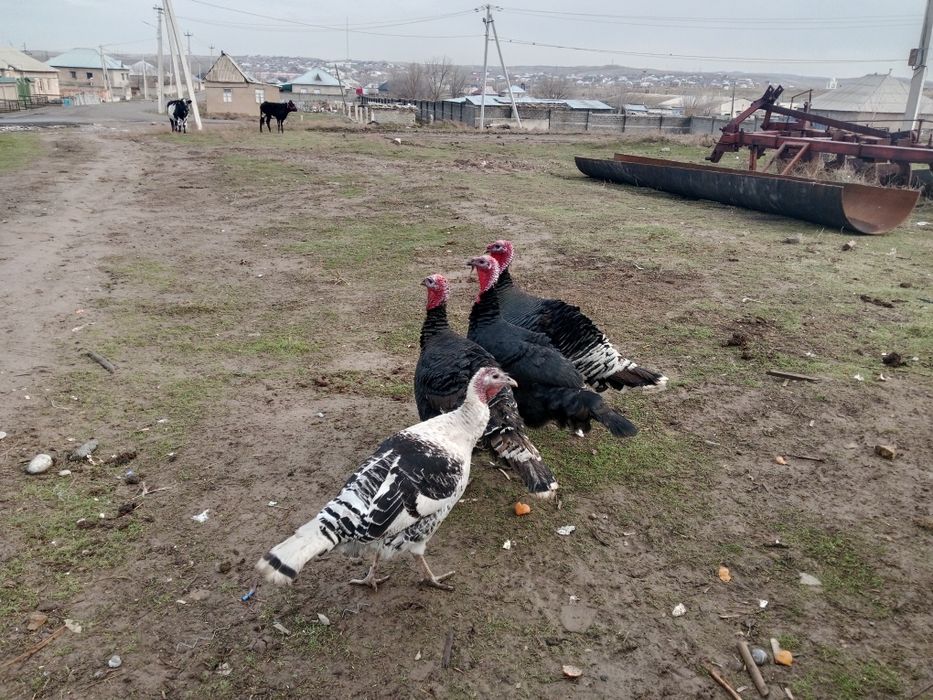 Продам 4 индук за 110мын