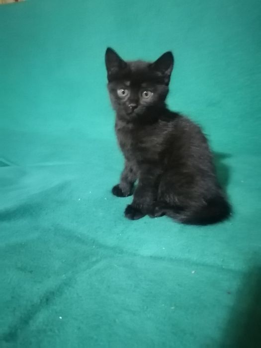 Отдам Котенка в хорошие руки