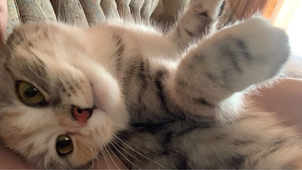 Отдам кошку в добрые руки