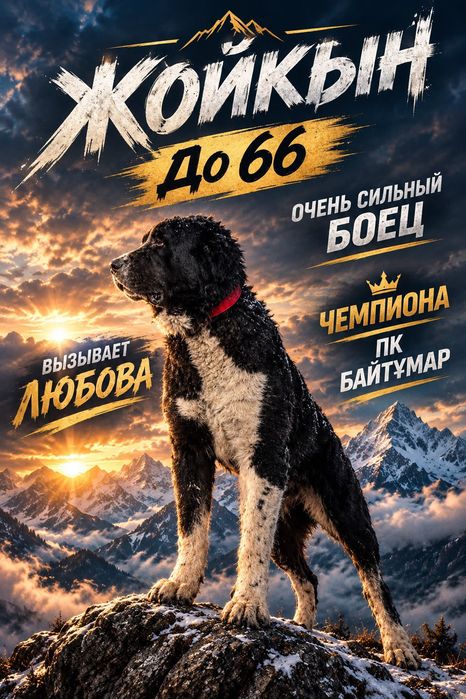 Ит сатылады тез арада