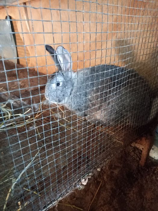 Quyon bor 1 oylidan 1 yilligachon