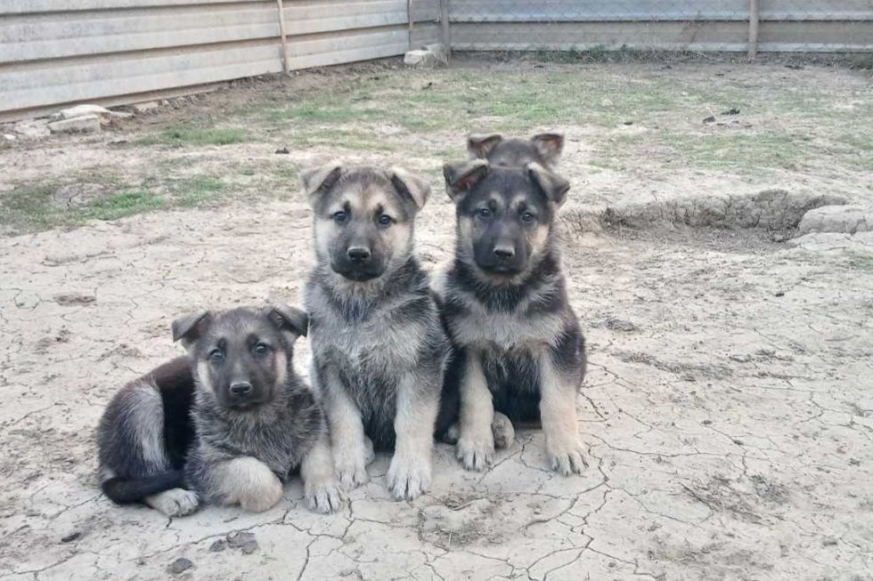 Немски овчарки мъжки и женски