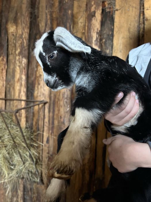 Козлики и козочки