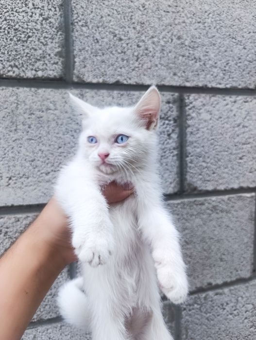 Кошка Шотландская