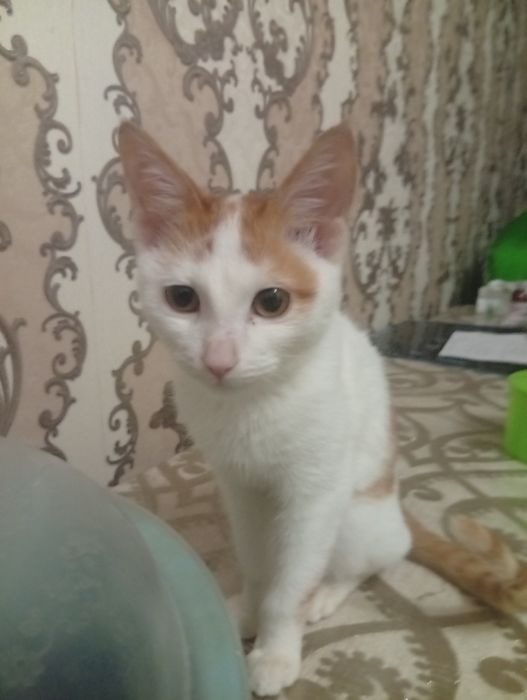 Hadya qilaman Aqlli mushukcha 3 oylik