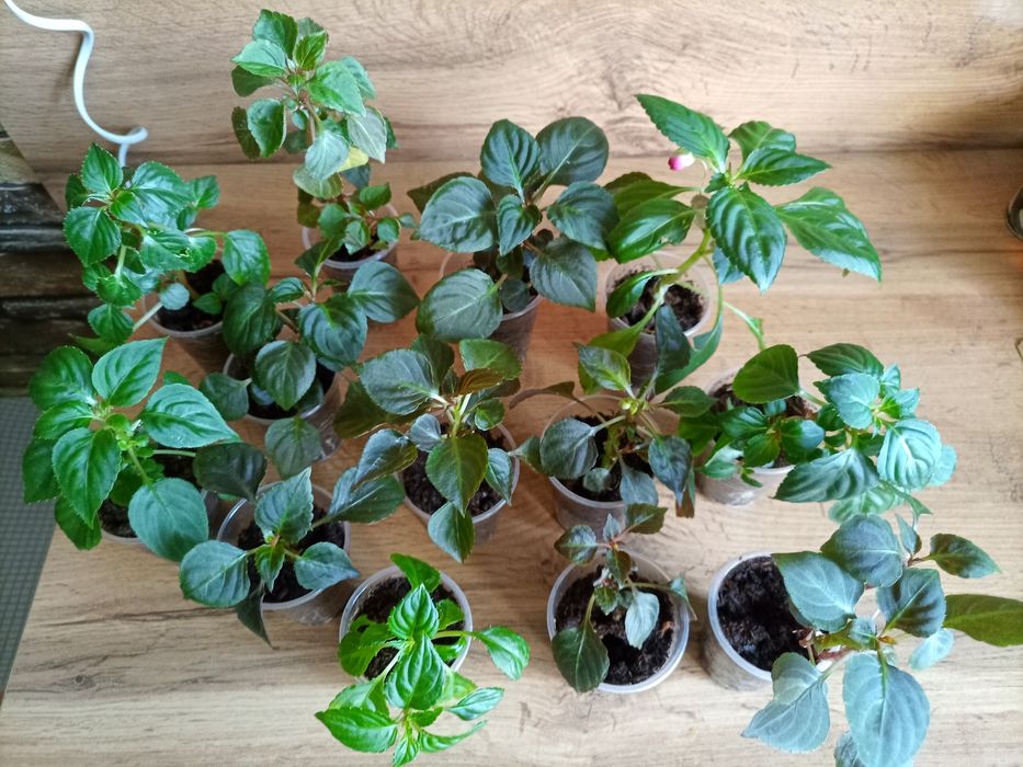 Бальзамины. Сортовые.