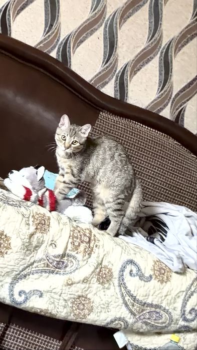 Домашний Котенок Степа