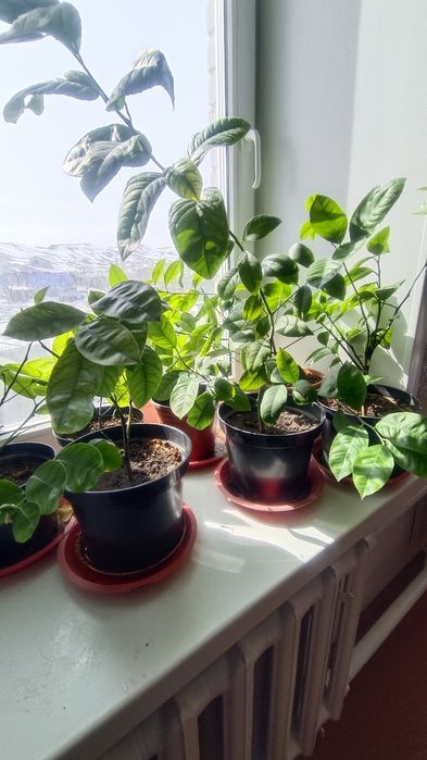 Молодые лимонные деревья