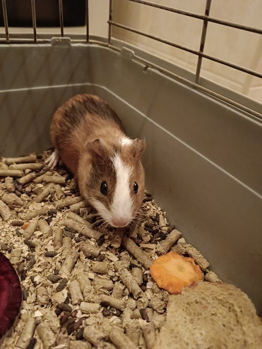 Морские свинки разных возрастов