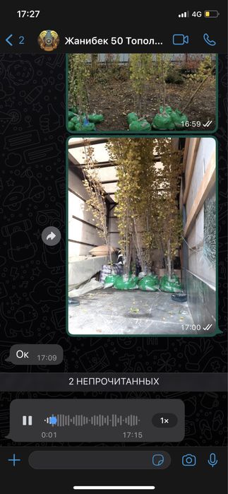 Продам саженцы